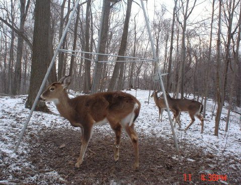 Whitetail buck with a bad leg.